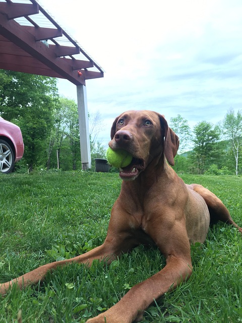 Finding Reliable Pet Sitters: A Guide for Dog Owners