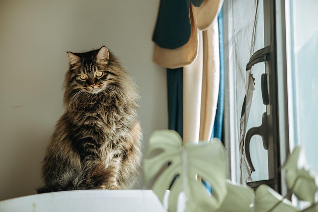 pet-sitting-640x480-57541834.jpeg