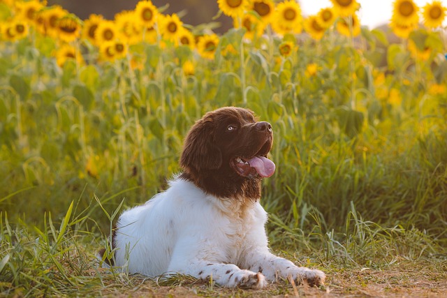 Dog Walking Services: A Lifeline for Busy Pet Owners