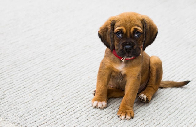pet-sitting-640x480-70015965.jpeg