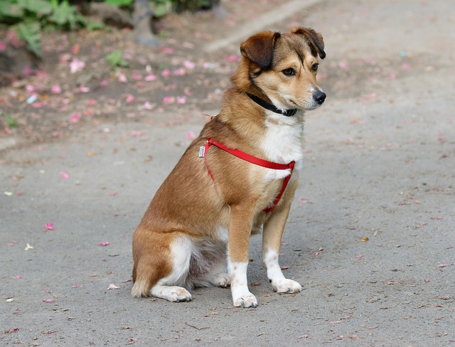 Ensuring Peace of Mind: Choosing Reliable Pet Sitters and Dog Walkers