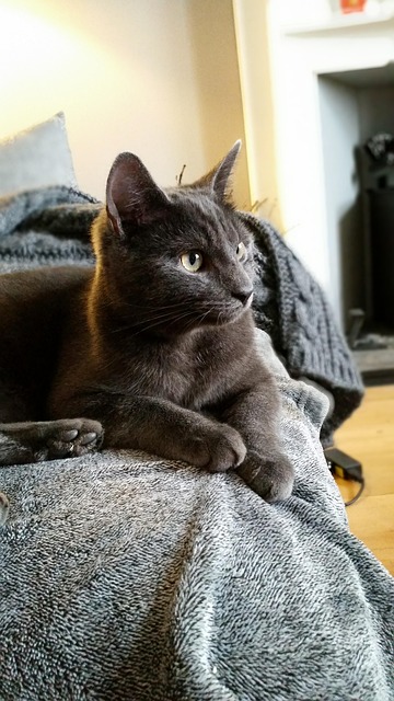 pet-sitting-640x480-87660737.jpeg