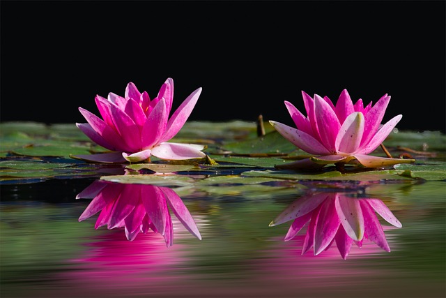 pond