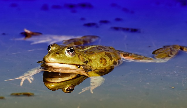 pond