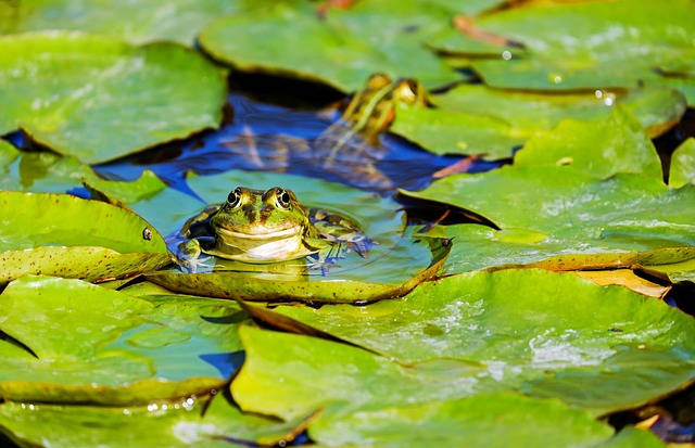 pond