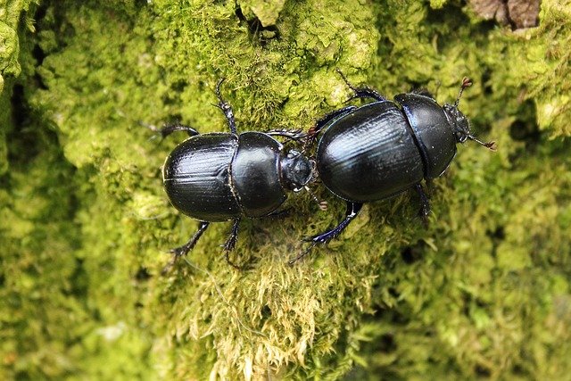 powderpost-beetle-640x480-48224869.jpeg
