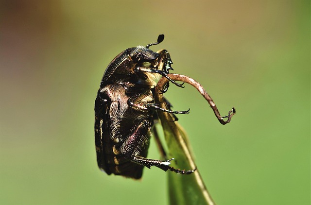 powderpost-beetle-beetle-640x480-21002033.jpeg
