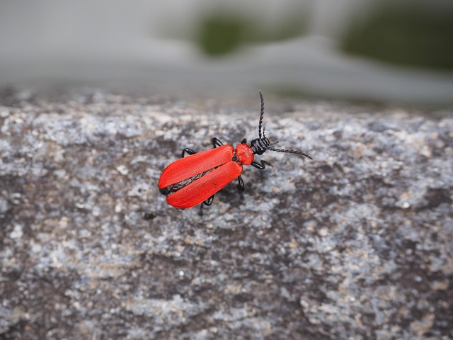 powderpost-beetle-beetle-640x480-4802567.jpeg