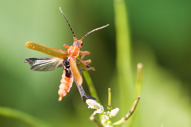 powderpost-beetle-beetle-640x480-59135701.jpeg