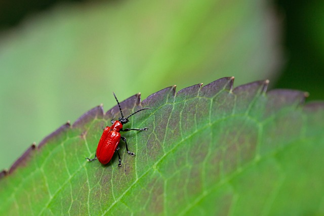 powderpost-beetle-beetle-640x480-64474272.jpeg