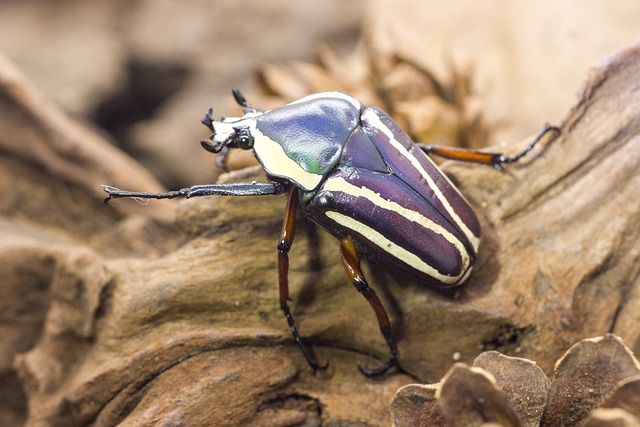 powderpost-beetle-beetle-640x480-93829747.jpeg