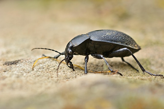 powderpost-beetle-beetle-640x480-95737071.jpeg