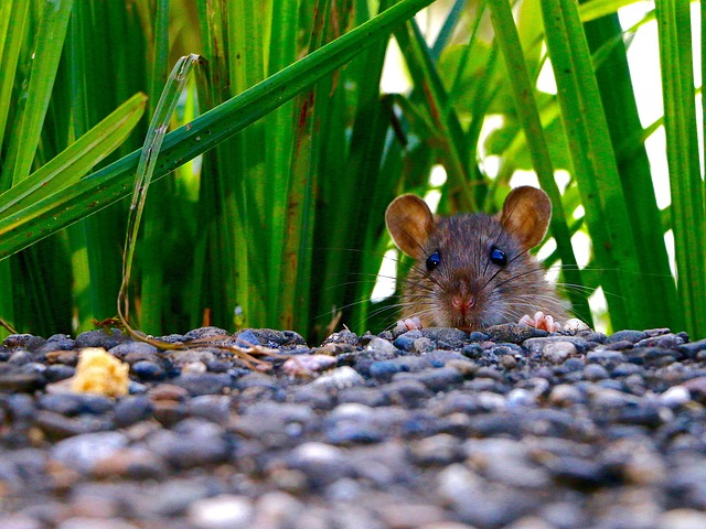 rat-640x480-1277873.jpeg