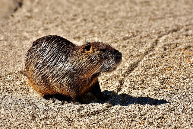 Eco-Friendly Rat Management: Safe, Humane, and Professional Approaches