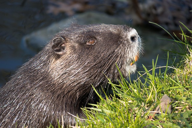 Affordable Commercial Rat Control Solutions: Effective Prevention & Long-Term Maintenance
