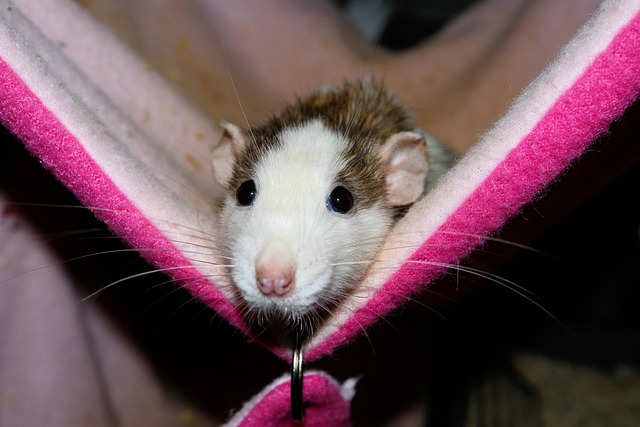 rat-640x480-35625020.jpeg