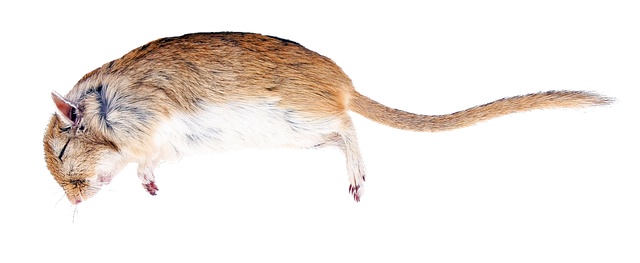 Eco-Friendly, Humane Rat Management: Tailored Solutions for Effective Control