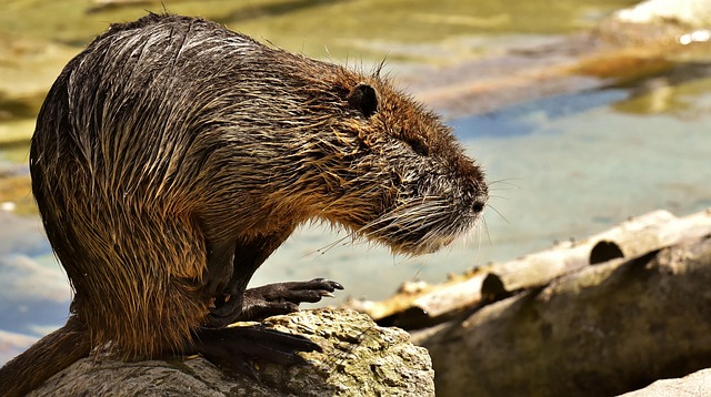 rat-640x480-6132047.jpeg