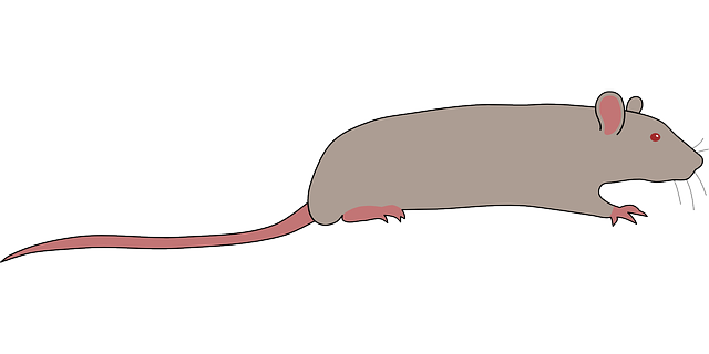 rat-640x480-66729476.png