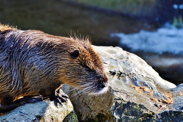 rat-640x480-69733305.jpeg