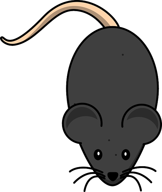 Eliminating Rat Infestations: Effective Solutions for Commercial Spaces