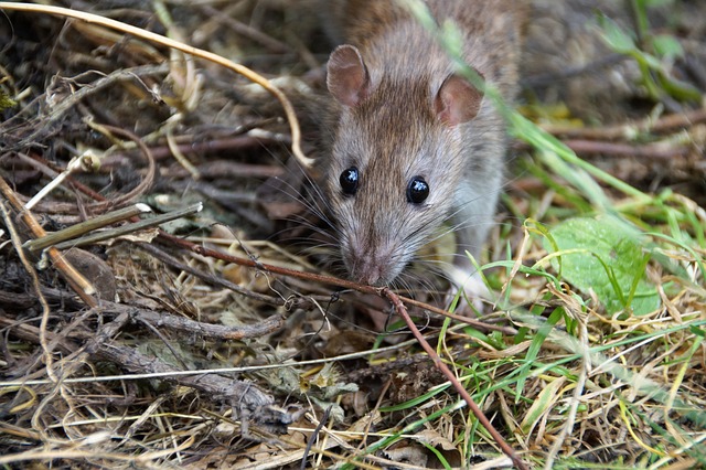 Eco-Friendly Rat Removal: Effective Maintenance for Long-Term Protection