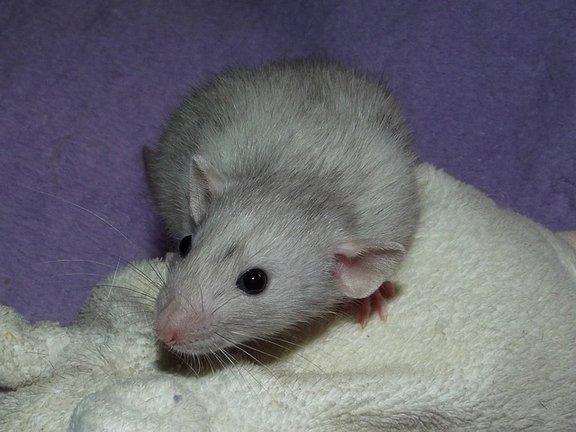 Residential Rat Inspection Service: Specialized Solutions for Basements, Attics, and Crawl Spaces