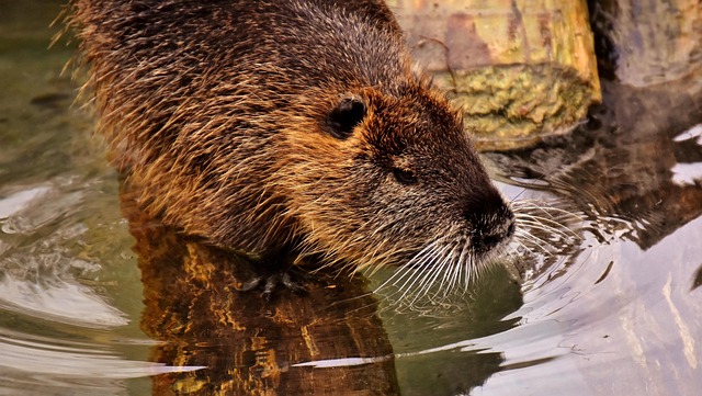 Humanely Managing Rats: Eco-Conscious Solutions for Effective Control