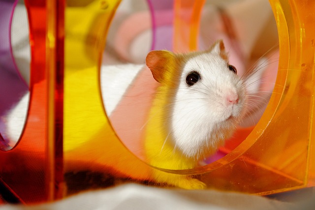 rodent-640x480-11570461.jpeg