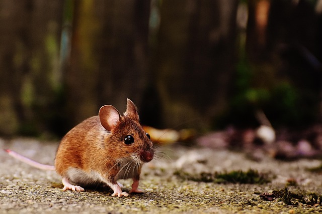 rodent-640x480-2086158.jpeg