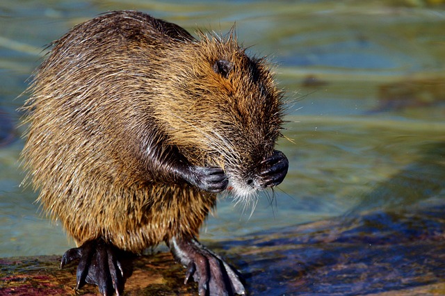 rodent-640x480-27490749.jpeg