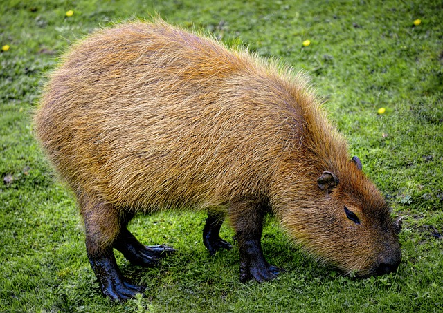 rodent-640x480-39237744.jpeg
