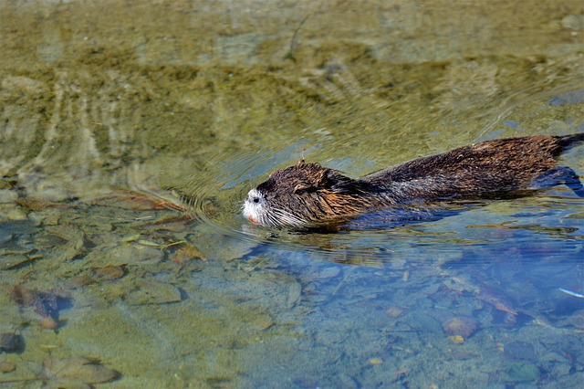 rodent-640x480-55332007.jpeg
