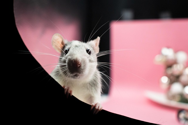 rodent-640x480-60601232.jpeg