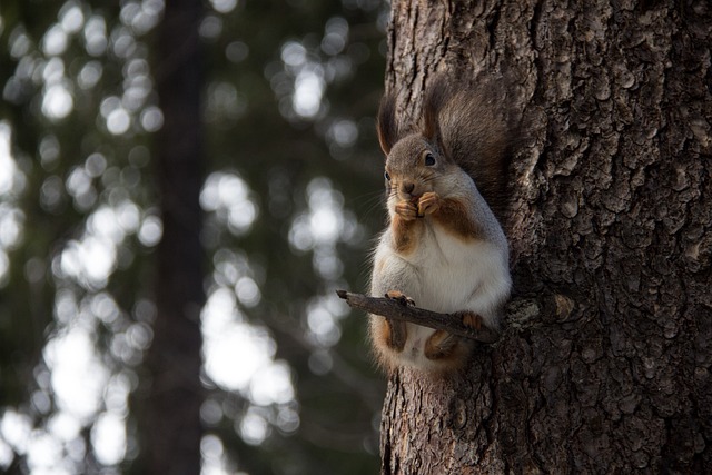 rodent-640x480-68189754.jpeg