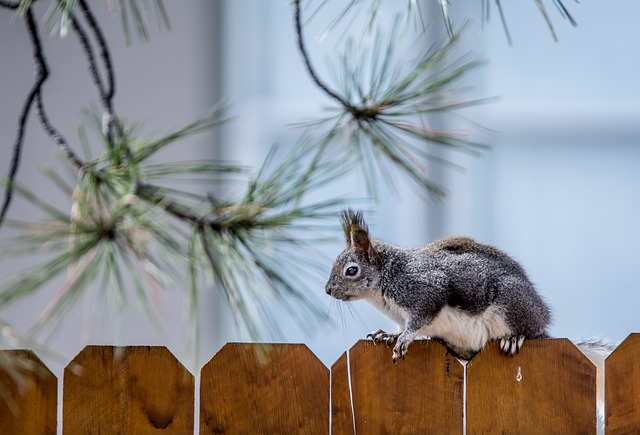 rodent-640x480-69998610.jpeg