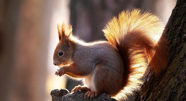 rodent-640x480-84941702.jpeg