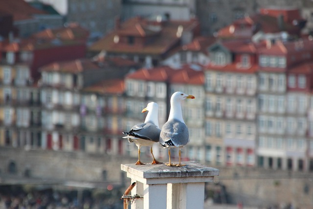 roof-640x480-17737151.jpeg