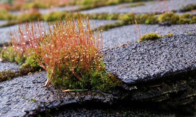 Navigating Complex Roof Costs: Expert Services for Accurate Quotes