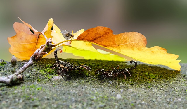 scorpion-640x480-27687437.jpeg