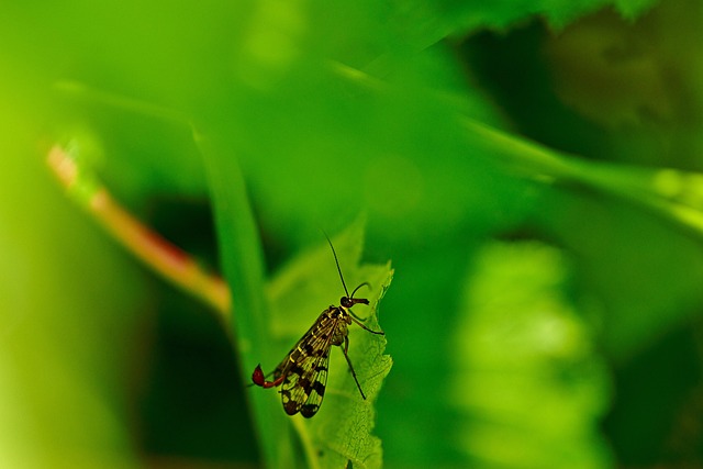 scorpion-640x480-71791978.jpeg