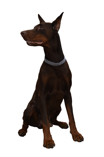 security-guard-640x480-48624732.png