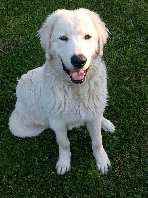 security-guard-640x480-57692786.jpeg