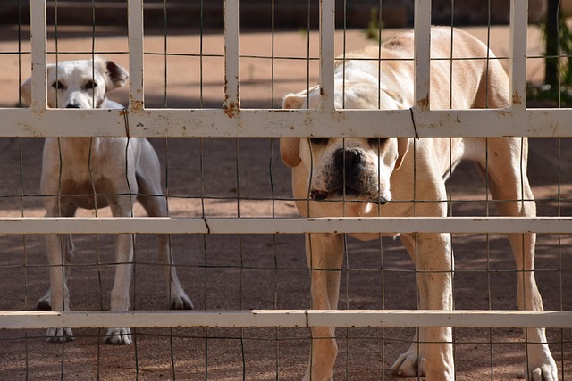 security-guard-640x480-82977864.jpeg