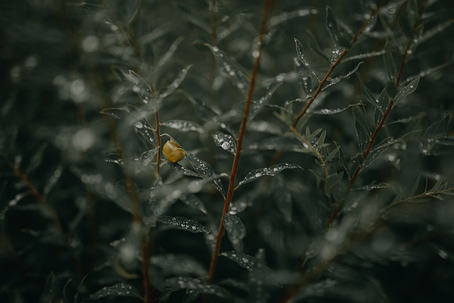 shrub