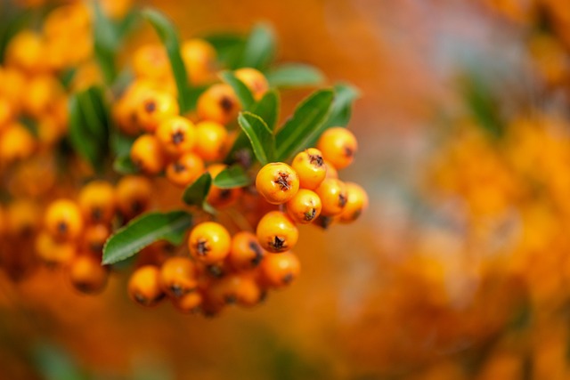 shrub