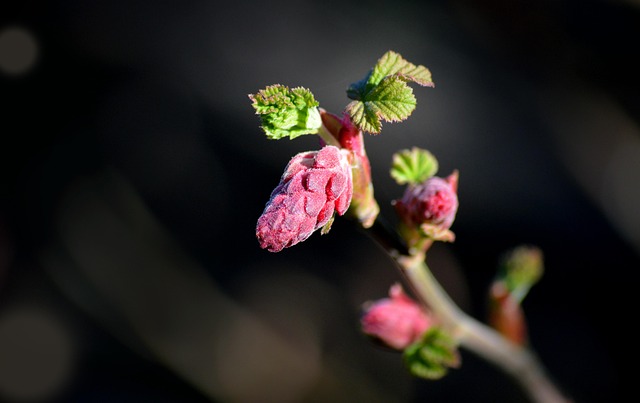 shrub