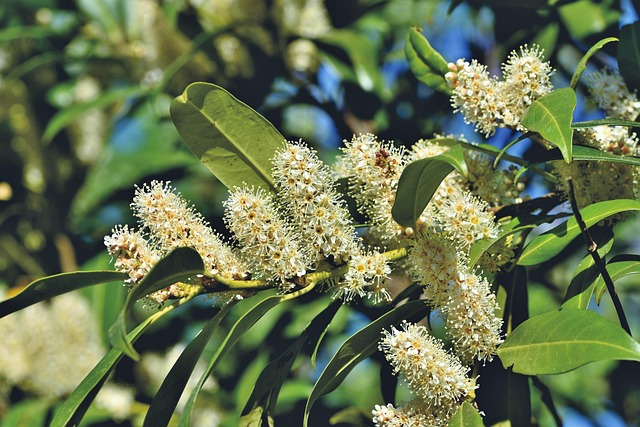 shrub