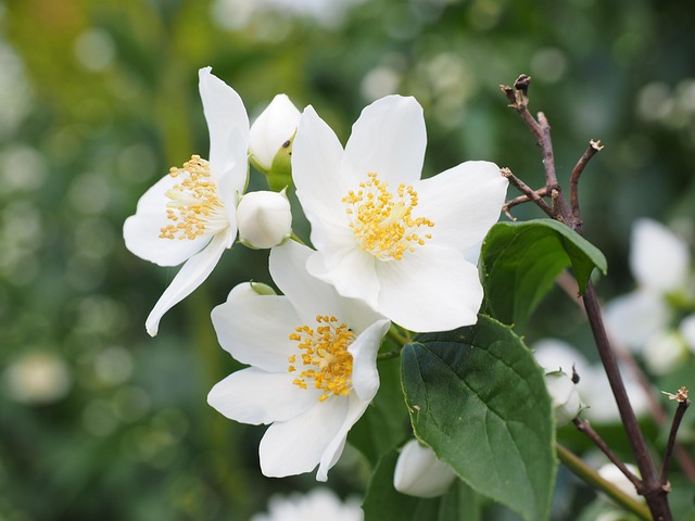 shrub