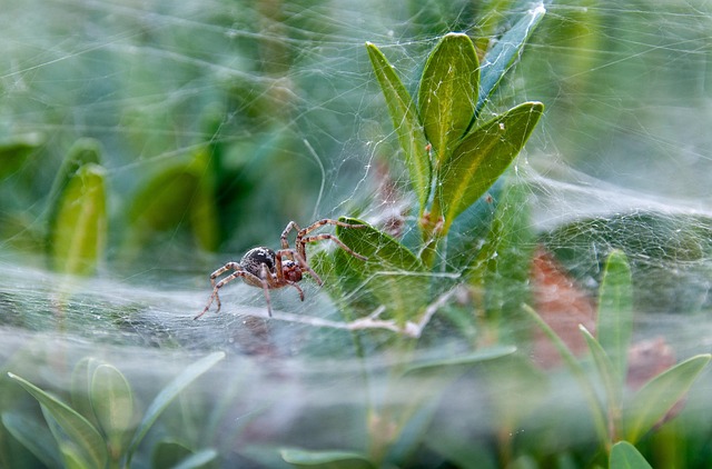 spider-640x480-10235424.jpeg